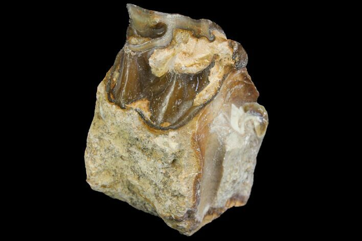 Fossil Running Rhino (Hyracodon) Molar - South Dakota #140961